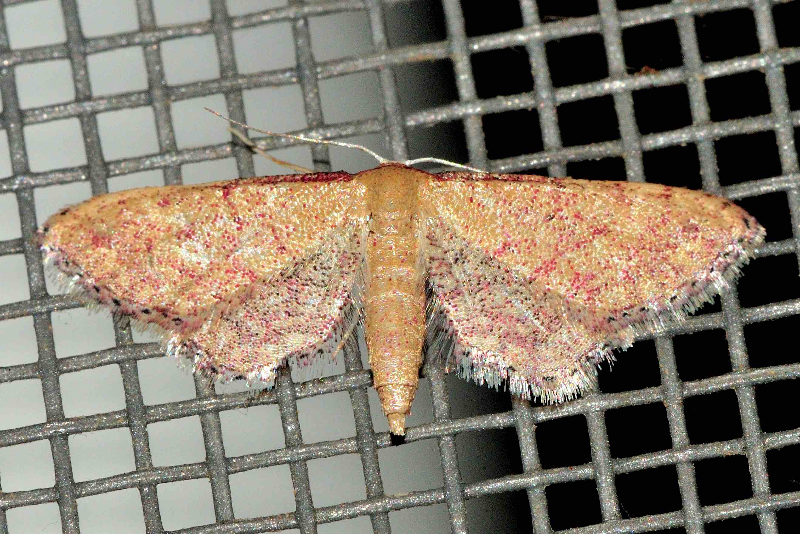 Lepidoptera dell''isola di Lefkada: Idaea infirmaria